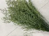 verde scuro