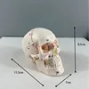 Small skull with bone fissures model