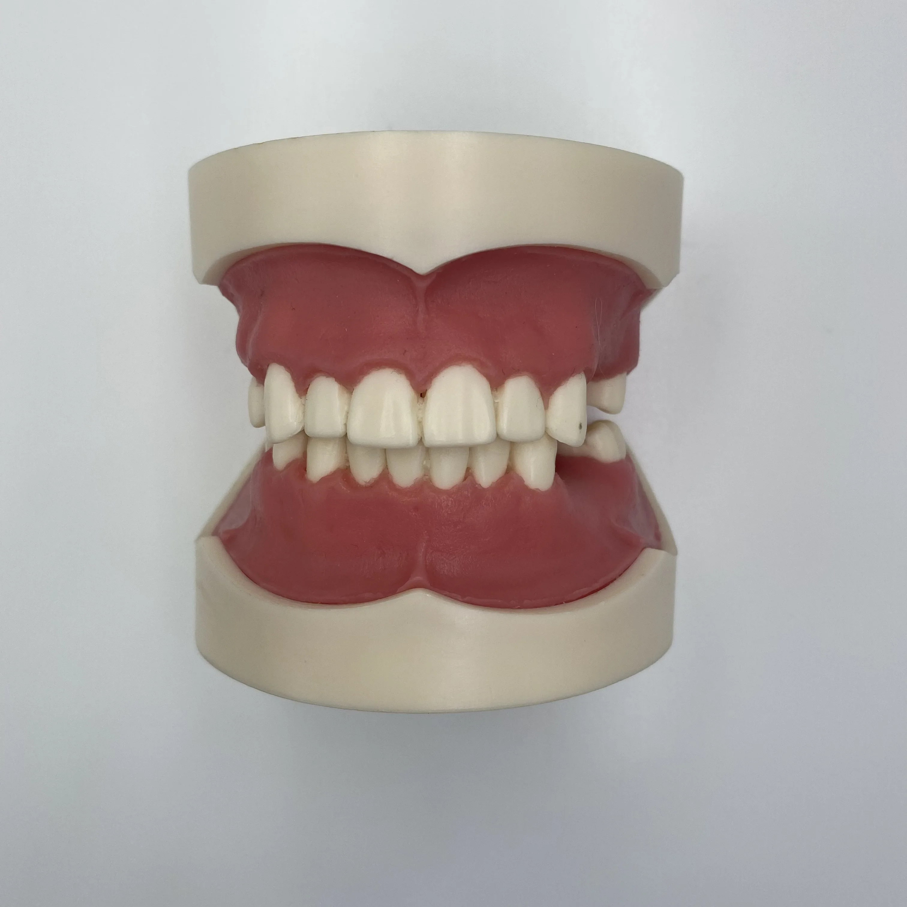 HANZE Dental Typodont Model With Wax Teeth – Orthodontic Training Tool