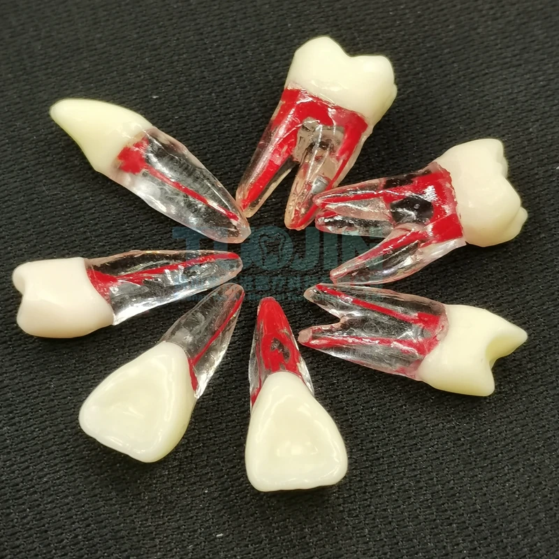 Endo Tooth Model Educational Dental Endo Tooth Model - Practice & Learning