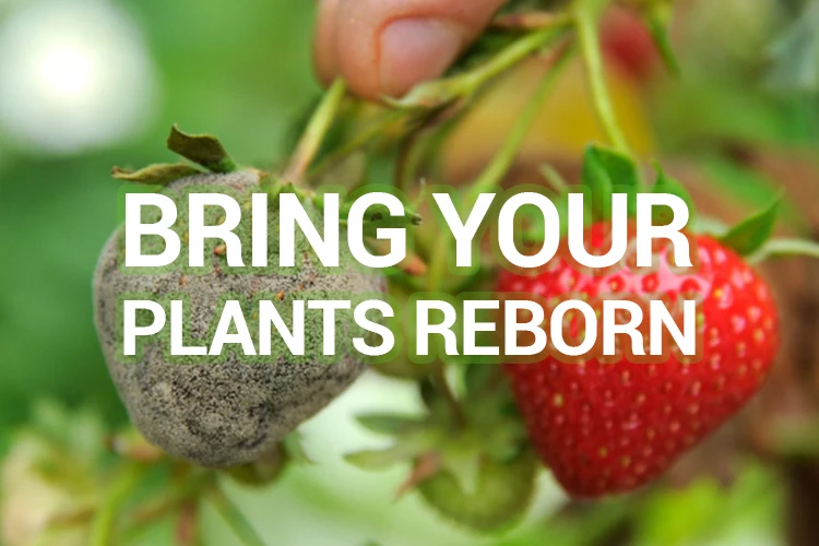 Preair Compact Intelligent Wifi Control Low Noise Industrial Grow Room