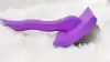 Viola