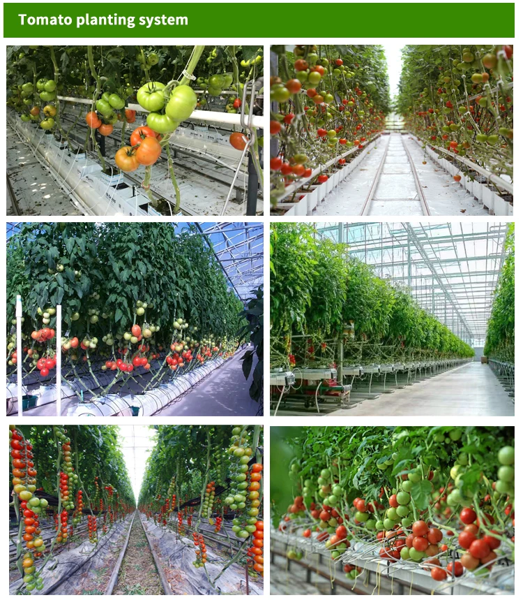 greenhouse for tomato