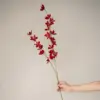 Flor de lluvia roja (Zephyranthes purpurea) Tallo único