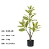 Ficus altissima à bords jaunes (33 feuilles) 90cm