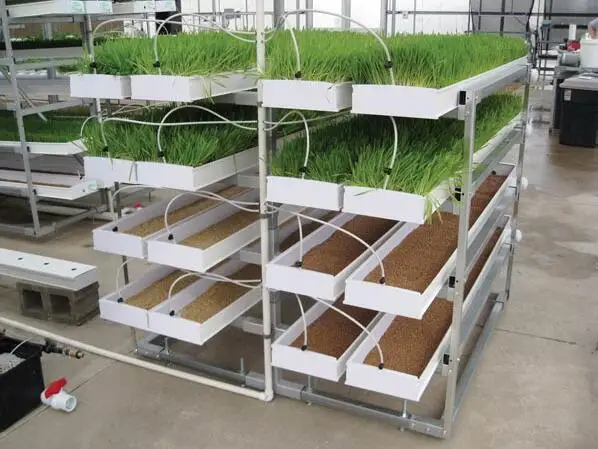 fodder system for sale