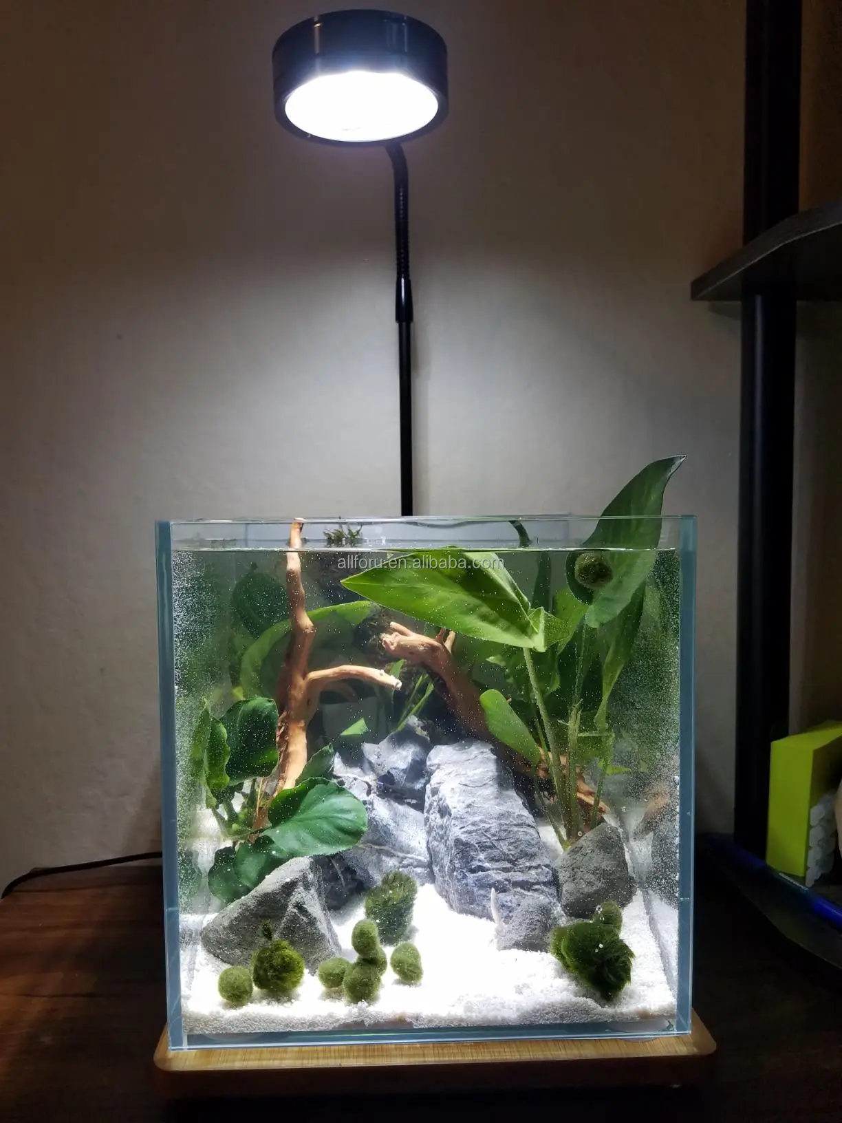Микро для аквариума. Микро аквариум. Растения под лампочками.