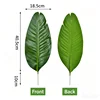 Travelers palm-dark-small leaves
