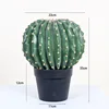Cactus bonsai-h 35cm 22cm