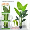 160cm high sim traveler banana-real hand leaf 10 leaves-black pl