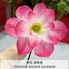 Lotus flowers, deep pink