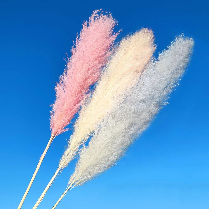 decorative tall big beige reed bunch real dry dried flowers