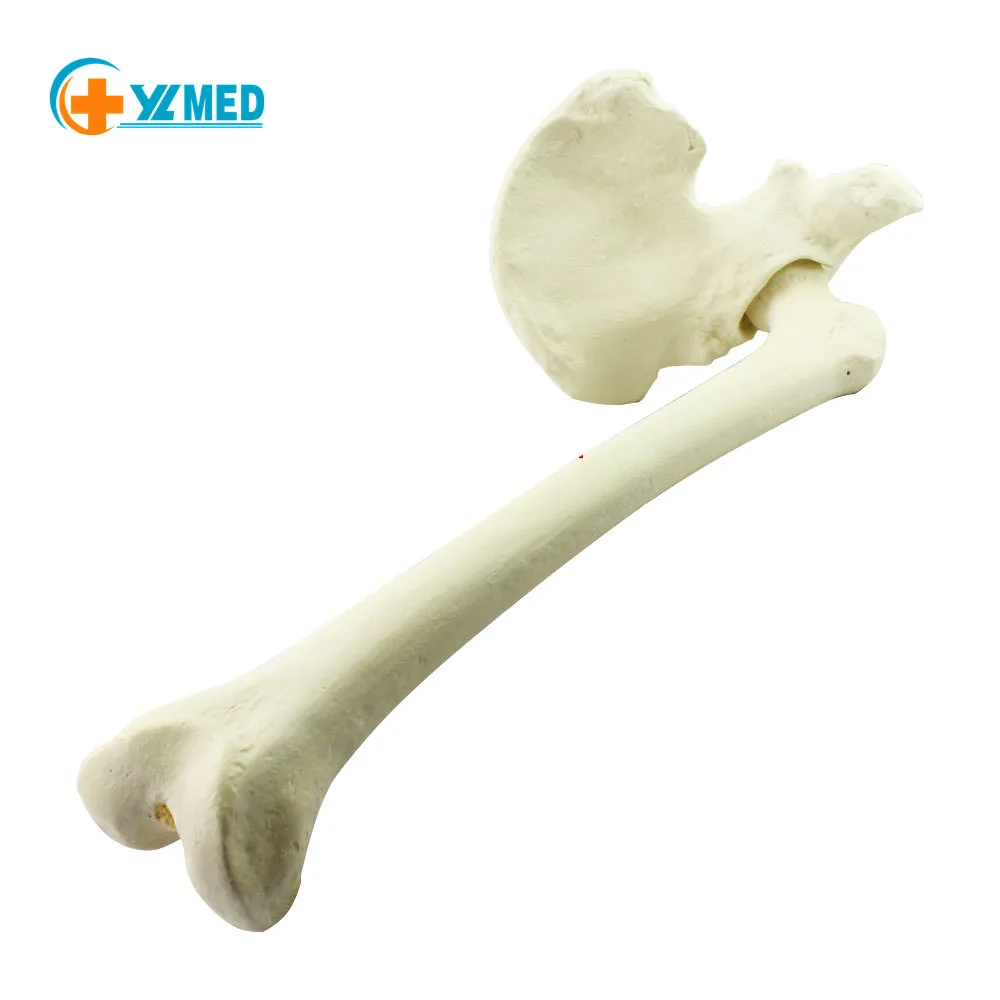 Synthetisches Knochenersatzmaterial fr Orthopdische Chirurgie  Oberschenkel-Hftgelenk Knstliches Kortikalknochenmaterial CE/ISO|  Alibaba.com