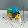Small colored skull model