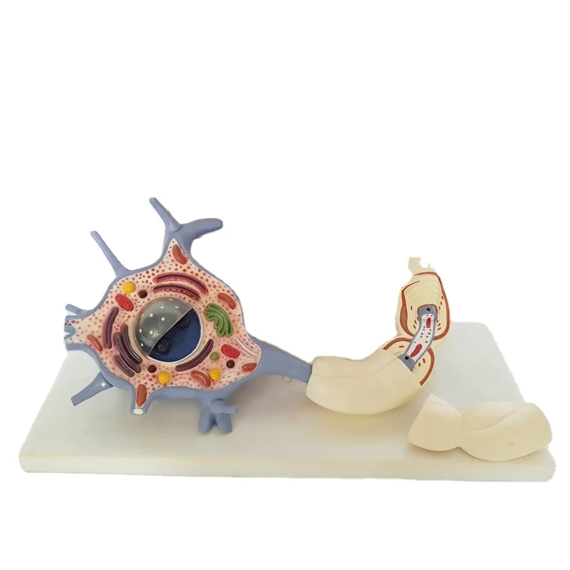 Human Anatomical Motor Neuron Model for Medical Teaching Medical Science Anatomical Enlarged Model for Nerve Physiology System
