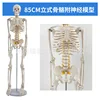 85cm bone structure [vertical spinal nerve intervertebral disc]