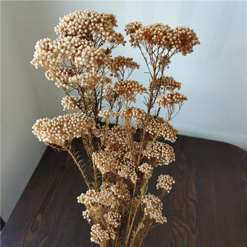 Preserved Sakura Rice Flower Beautiful Branches Style for Fresh Household Arrangements and Bouquet Making Packaged in Bags