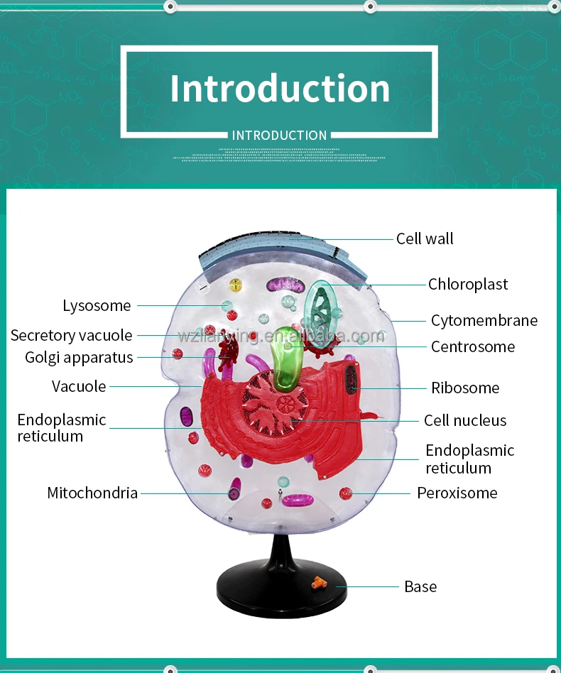 Plastico Celula Animal E Celula Vegetal Comparativo Modelo - Buy Modelo De Celula  Animal E Comparativa Da Celula Vegetal,Comparativa Modelo,Ensino De  Biologia Product on 