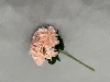 Rosa suave