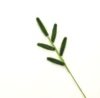 Hoja de rama de pino verde oscuro