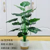 Aglaonema 18 branches - Pierre blanche, pot blanc nordique