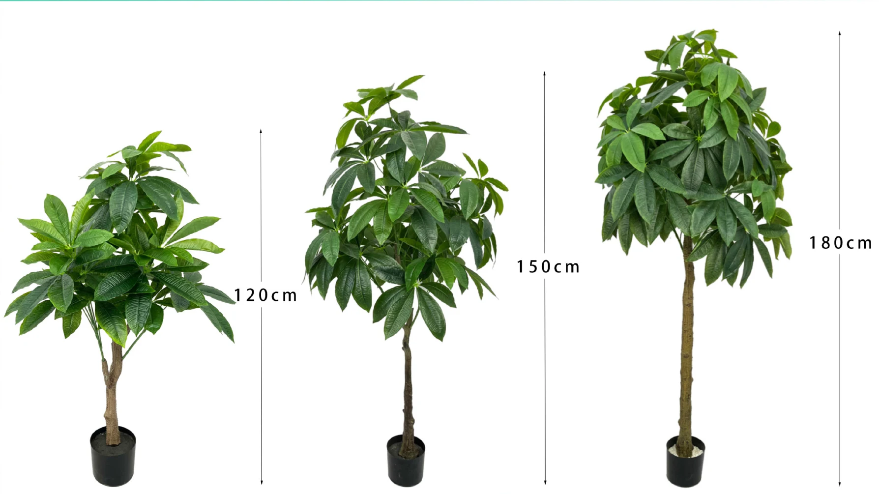 Wholesale Pachira Macrocarpa Tree Plant Bonsai Chinese Money Tree