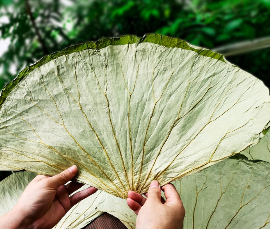 Complete Lotus Dry Leaf - Natural Sunshine Dried Whole Lotus