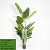 Cryptanthus 240cm