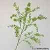 wenxinlan verde