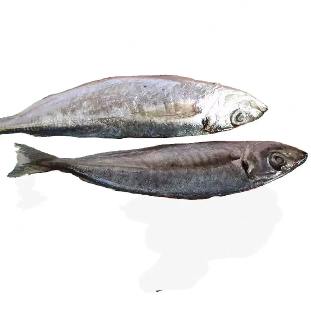 price for frozen seafood fish horse mackerel