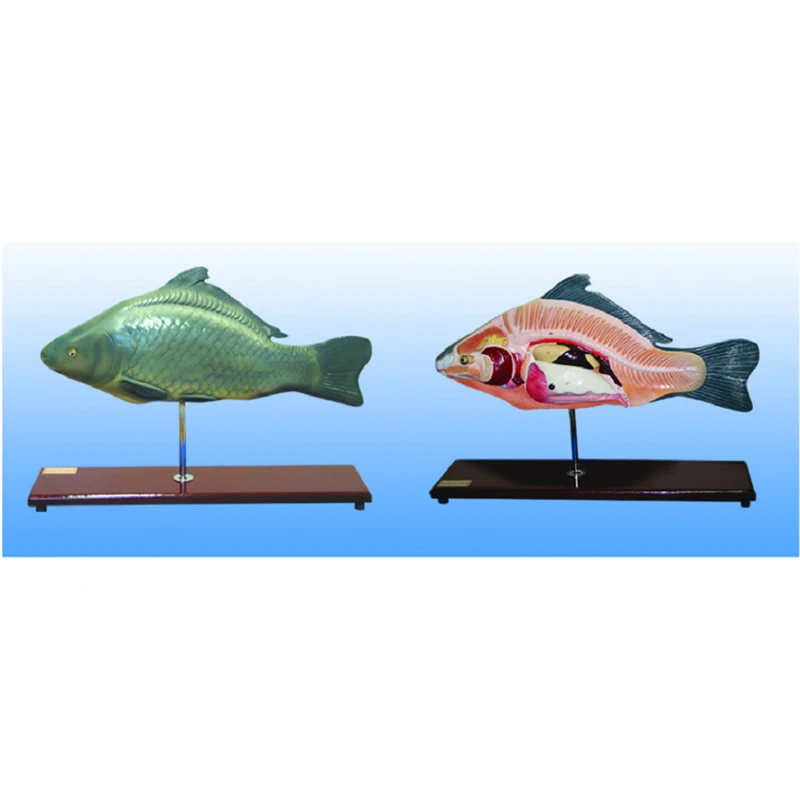 Anaimal Médico Pescado Modelo Anatómico Pescado Anatomía Modelo Pescado  Disección Modelo - Buy Modelo Anatómico De Pez,Modelo De Anatomía De Pez, Modelo De Pez Product on 