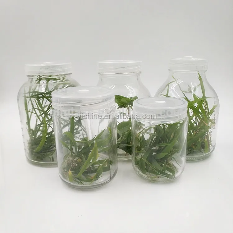 330ml Glass Plant Tissue Culture Vessel With Vented Lid Buy Tissue