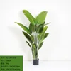 Cryptanthus 180cm