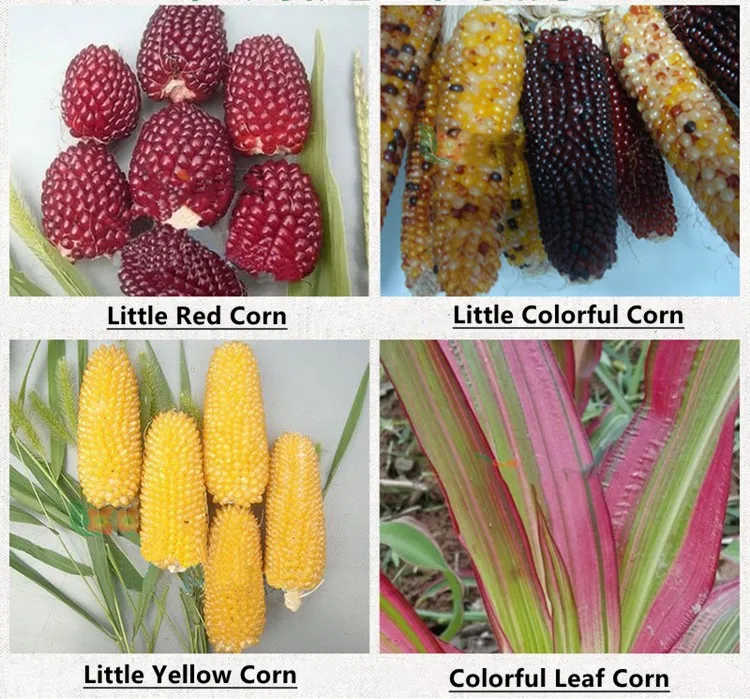 21 Hybrid Little Red Sweet Corn Seeds For Planting Buy Vegetable Seeds Production Bulk Vegetable Seeds Sweet Corn Seed Product On Alibaba Com