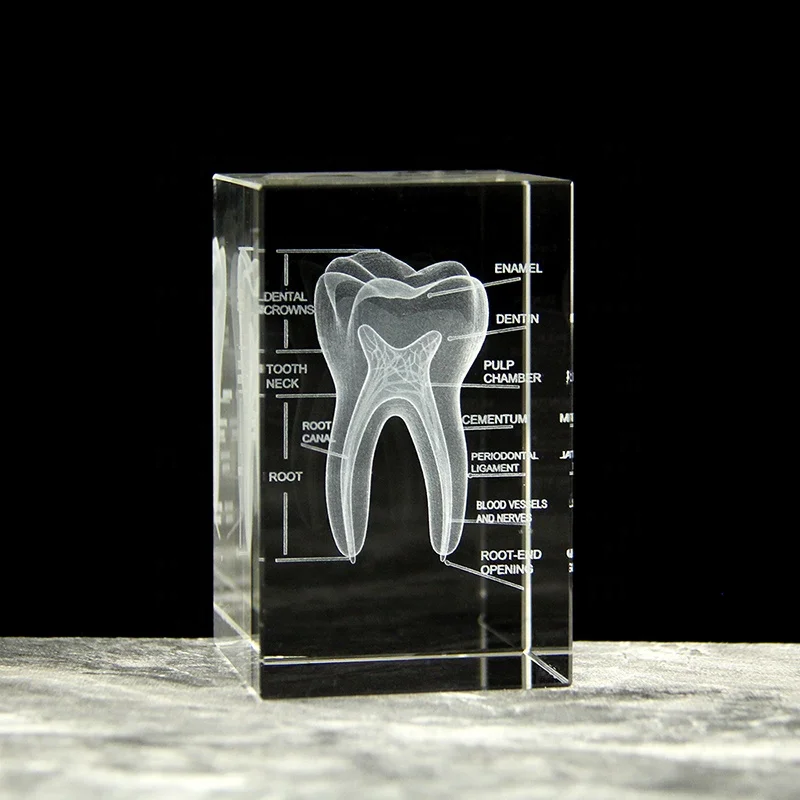 3D Crystal Teeth Engraved Cube Anatomy Model - Ideal Souvenir for
