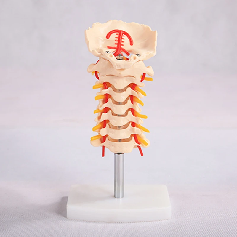 Cervical skeleton model with carotid artery posterior occipital bone ...