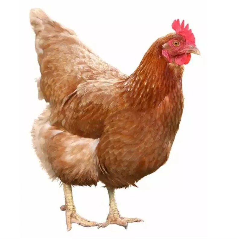 Shop Alternative Source of Feed Additives High Productivity 25-Hydroxyvitamin D3 (25(OH)D3) for Broilers and Layers-Detailed Image 2