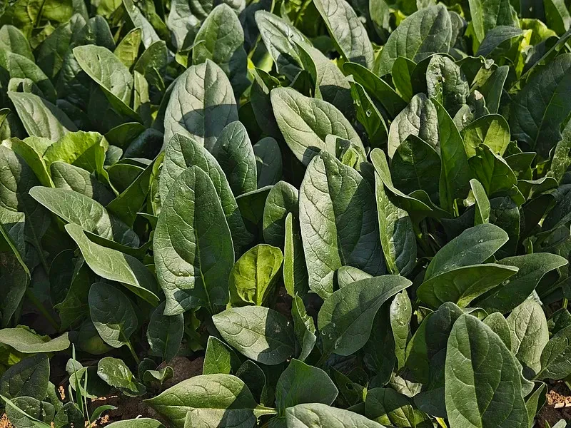 Dehydrated Spinach Wholesale | Bulk Spinach Supplier H26bb75b55f38464eb028a1a7ec220815y
