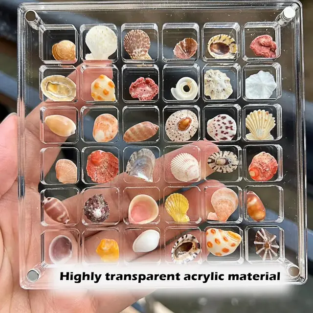 Acrylic Magnetic Seashell Display Box  36/64/100 Grids Clear Mini Seashell Storage Box Display Case