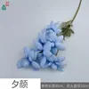 Evening Glory MQN Blue