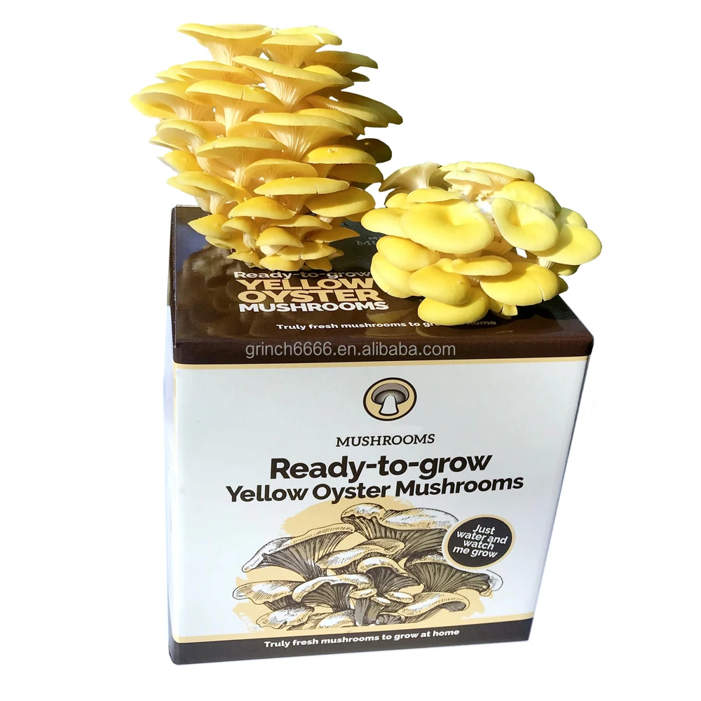Oyster Mushroom Growing Kit Magic Mushroom Grow Kit Grow Your Own