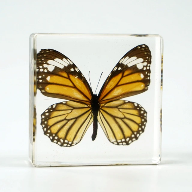 Real Butterfly Taxidermy Animal Resin Specimen Dried Insect Embedded crystal acrylic Resin Specimens for Display