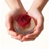 rosas