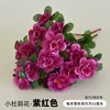 Purple 7-pronged rhododendron