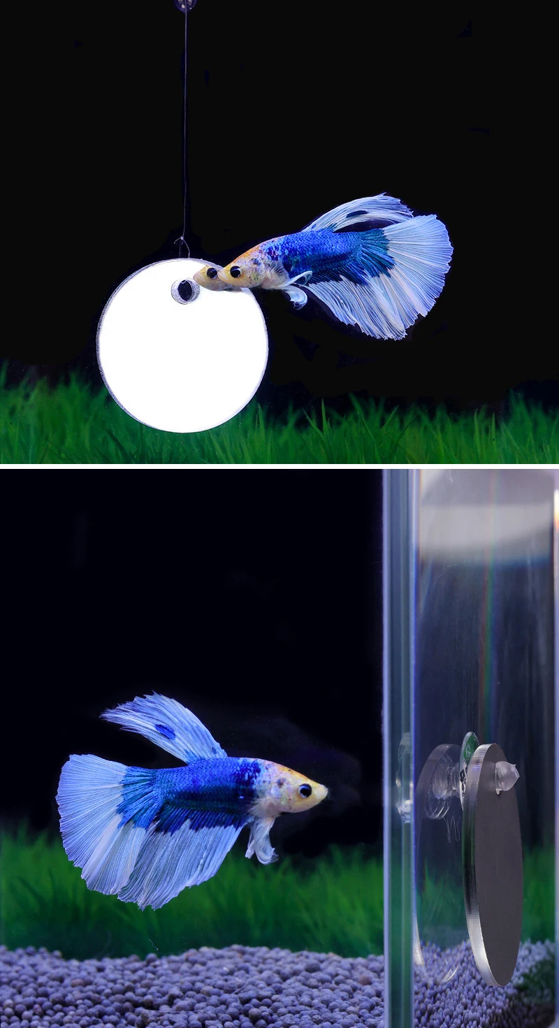 Acrylic Betta Training Mirror Floating Ball Doublesided Mirror Suction