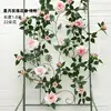 เถาวัลย์กุหลาบเทพธิดาดวงดาวและพระจันทร์ - สีชมพูอ่อน