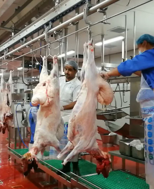 Automatic sheep slaughtering line with durable sheep deboning conveyor for sheep slaughterhouse