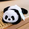 Palmier panda
