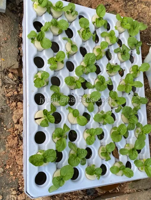In Stock  Hydroponic Cloner Aeroponic Tray Commercial Hydroponic Cloning Machines 80 Site Grow Tray System