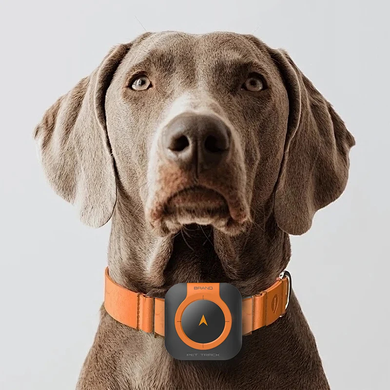 Real-Time Health Monitoring 4g Lte Gps Pet Tracker With Free App